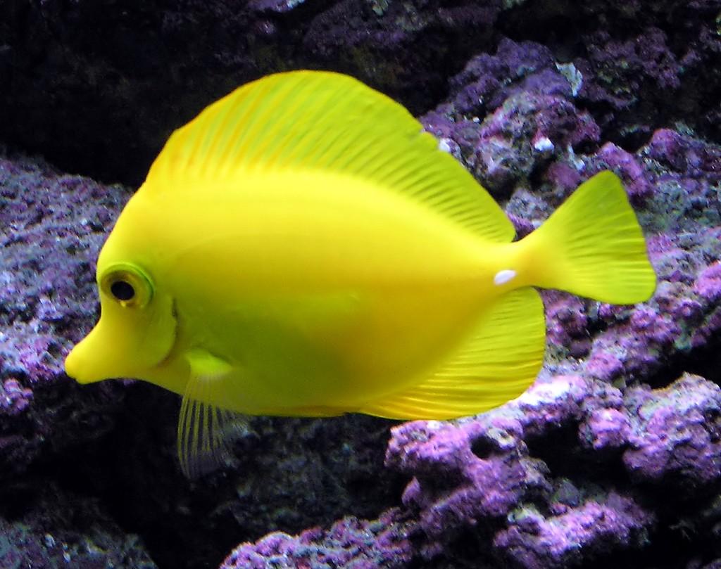 Fish - tropical-fish-x1.jpg